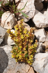 Sedum laconicum