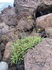 Launaea picridioides