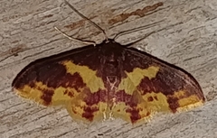 Image of Lophosis labeculata