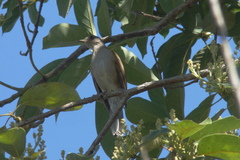 Turdus leucomelas
