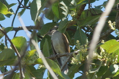 Turdus leucomelas