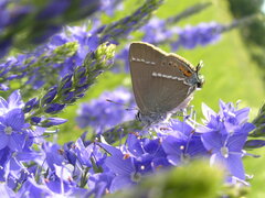 Satyrium spini