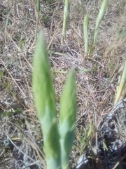 Chloraea membranacea