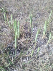 Chloraea membranacea