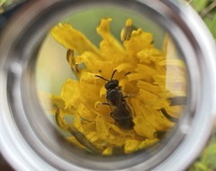 Hylaeus punctatus