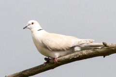 Streptopelia roseogrisea