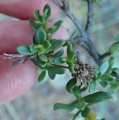 Pteronia adenocarpa