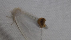 Acyphas chionitis