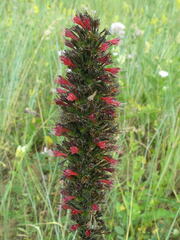 Pontechium maculatum