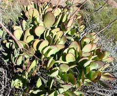 Cotyledon velutina