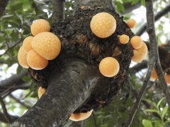 Cyttaria hariotii