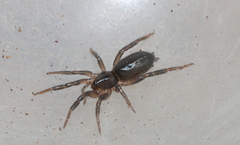 Zelotes