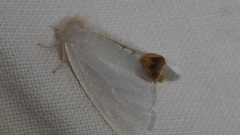 Acyphas chionitis