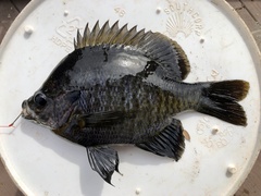 Lepomis macrochirus purpurascens