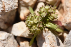 Valerianella discoidea