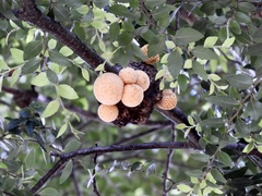 Cyttaria hariotii