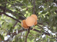 Cyttaria hariotii