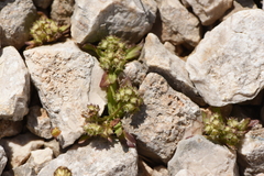 Valerianella discoidea