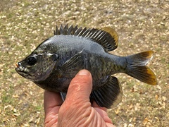 Lepomis macrochirus purpurascens