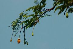 Parkia speciosa