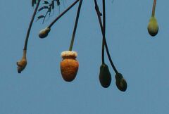 Parkia speciosa