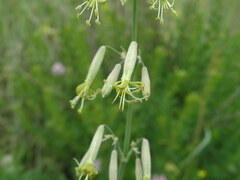 Silene chlorantha