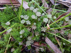 Marchantia polymorpha polymorpha