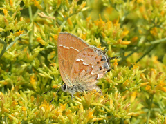 Callophrys loki