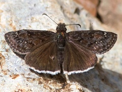 Erynnis juvenalis clitus