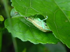 Compsus viridivittatus