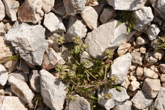 Valerianella discoidea