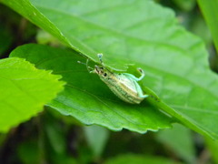 Compsus viridivittatus