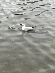 Chroicocephalus ridibundus