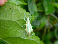 Compsus viridivittatus