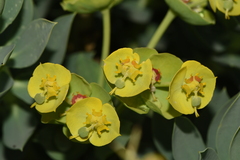 Euphorbia rigida