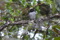 Pseudospingus verticalis