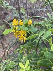 Senna bicapsularis