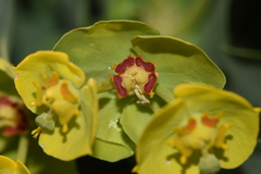 Euphorbia rigida