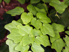 Vancouveria hexandra