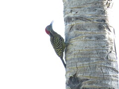 Melanerpes striatus