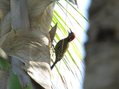 Melanerpes striatus