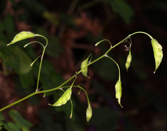 Vancouveria hexandra