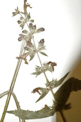 Stachys sylvatica