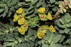 Euphorbia rigida