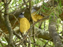 Phrygilus patagonicus