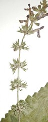 Stachys sylvatica
