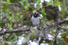 Pseudospingus verticalis