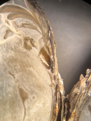 Uniomerus columbensis