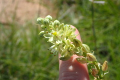 Albuca virens