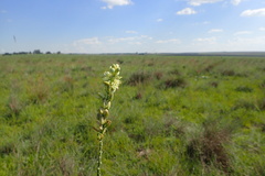 Albuca virens
